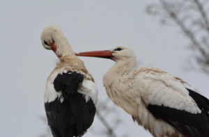 La cigogne se dit 'hessed en hébreu, le même nom que miséricorde ou fidèle