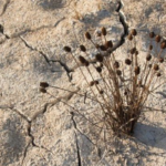 une faible plante qui sort d'une terre desséchée