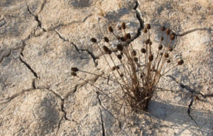 une faible plante qui sort d'une terre desséchée